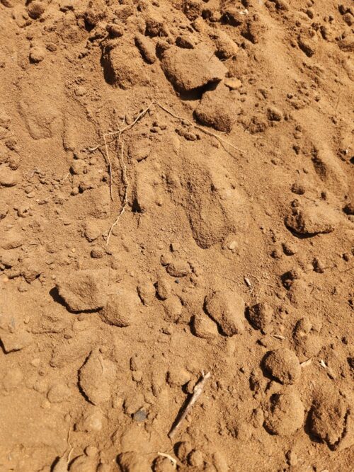Alternative view of Unsifted Topsoil (Raw Garden Soil) – Budget Friendly