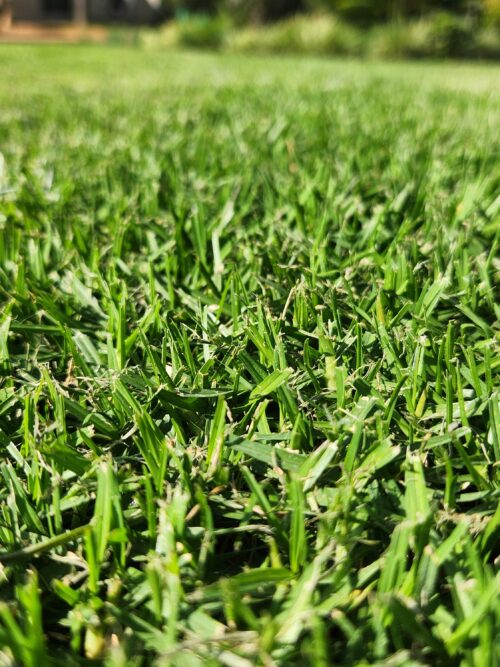 Alternative view of Kikuyu Instant Lawn (Minimum Order 20m²)
