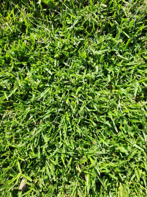 Kikuyu Instant Lawn (Minimum Order 20m²)