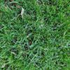 Evergreen Instant Lawn