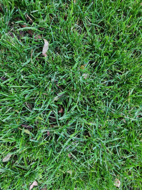 Evergreen Instant Lawn