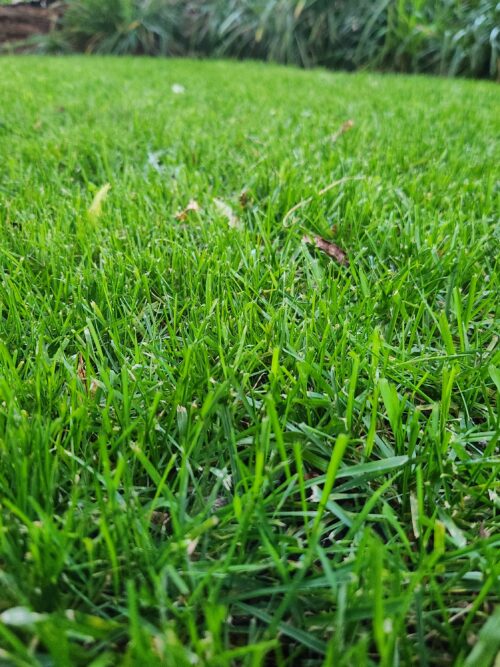 Evergreen Instant Lawn