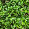 Lush LM Instant Lawn rolls for shaded gardens - Topsoil Tippers Pretoria