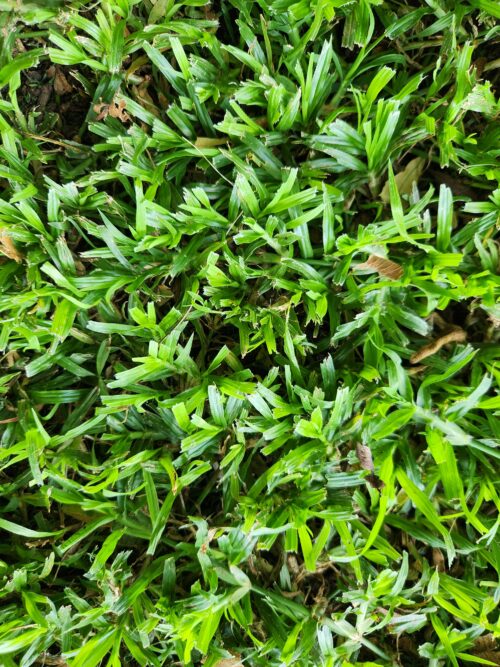 Lush LM Instant Lawn rolls for shaded gardens - Topsoil Tippers Pretoria