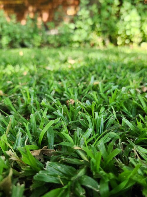 Alternative view of LM or Berea Instant Lawn (Minimum Order 20m²)